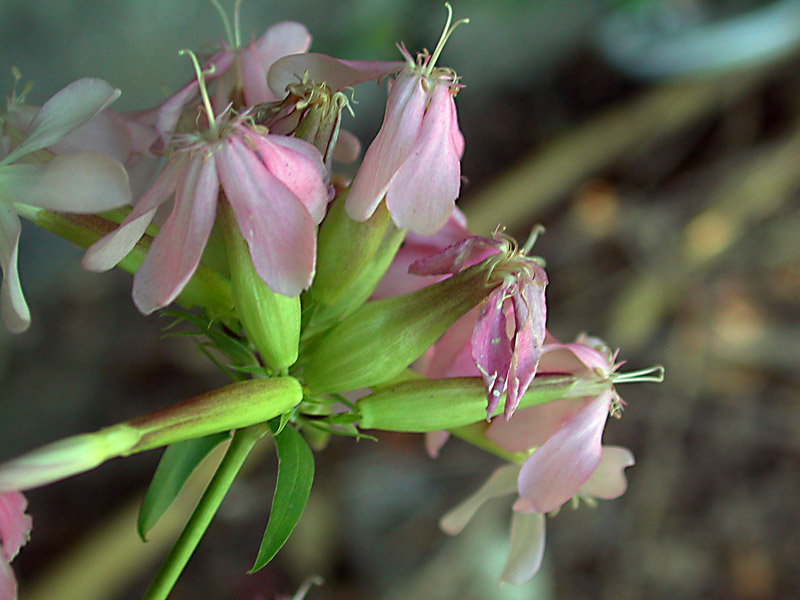  Image name: saponaria3.jpg 
 width: 800 pixel 
 height: 600 pixel 
 Size: 112833 bytes 
 Click to enlarge 